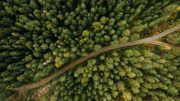 View of forest trees and road in nature from above landscape in Sweden drone image View of forest trees and road in nature from above landscape in Sweden drone image Photo taken outdoors of fir tree forest